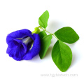 100% Natural Organic Butterfly Pea Flower Extract Powder
